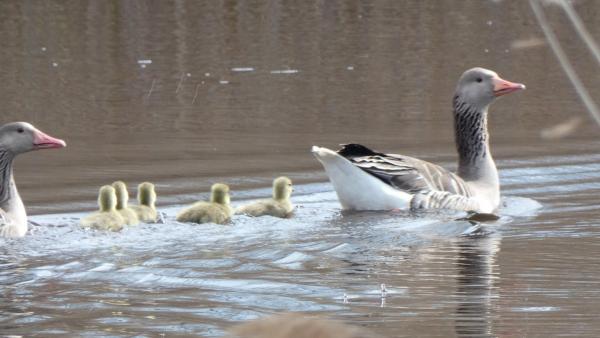 Nyári Ludak Fotó: Tóth Imre