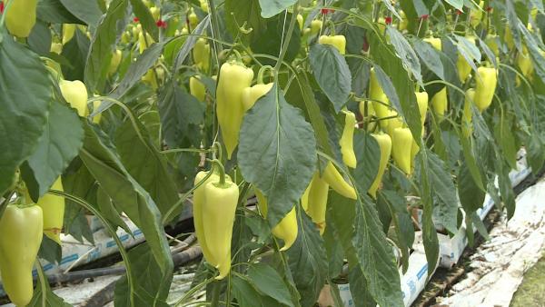 Fotó: Kugyelka Attila / behir.hu