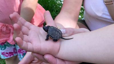 A kis teknős méretarányai - Fotó: Knyihár Balázs
