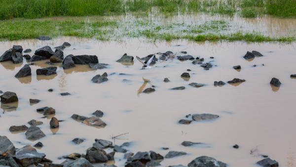 Árhullám a Fekete-Körösön. Fotó: KÖVIZIG