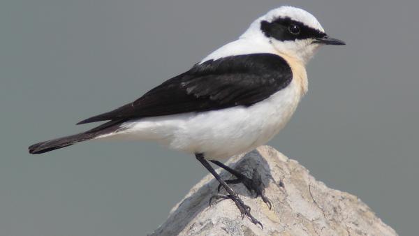 Hantmadár (fotó: wikipédia)