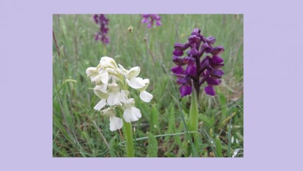 Fotó: kmnp.hu/ Biró István