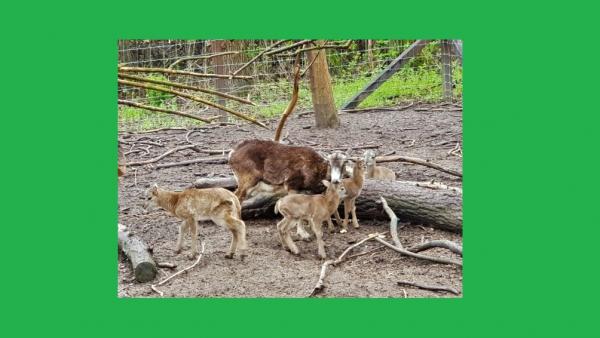 Fotó: kmnp.hu/ Urbancsok Éva