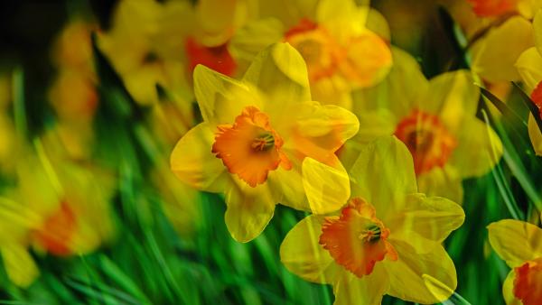 Illusztráció: pixabay.com