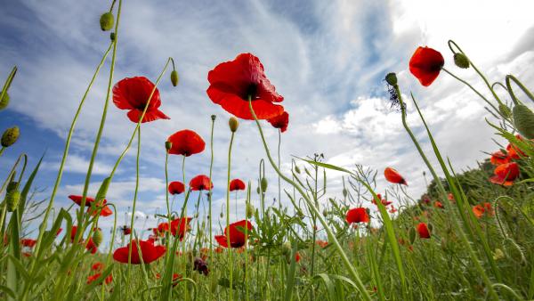 MTI fotó: Varga György