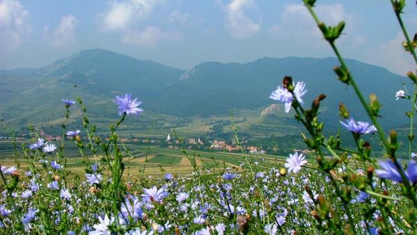 Illusztráció: pixabay.com