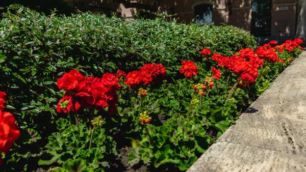 Fotó: behir.hu/ Máthé Csongor