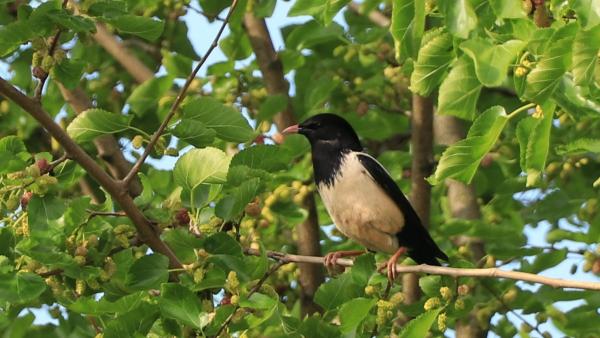 Fotó: kmnp.hu/ Balogh Gábor