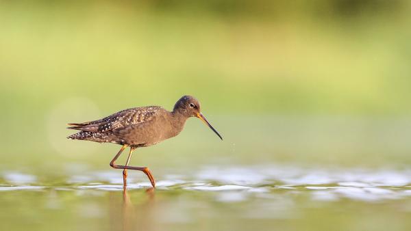 Füstös cankó (Fotó: kmnp.hu/ Palcsek István Szilárd)