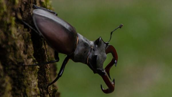 Fotó: kmnp.hu/  Bencsik Antal Zsolt)