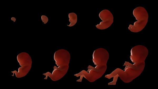 A kép forrása: Shutterstock