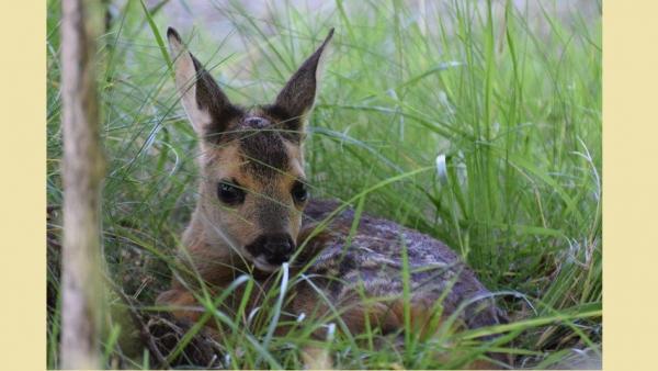 Fotó: Körös-Maros Nemzeti Park/ Urbancsok Éva