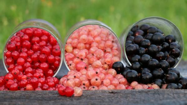 fotó: pixabay.com_ribizli