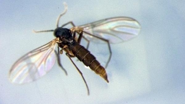 Gombaszúnyog (A kép forrása: agroforum.hu)