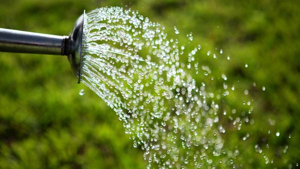 A kép forrása: gardeningknowhow.com