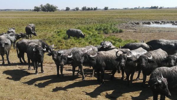 Fotó: kmnp.hu/ Vizes Tibor