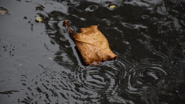 Esőben – Fotó: behir.hu/Such Tamás