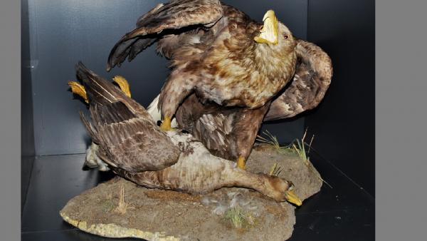 Nagyliliket zsákmányoló réti sas (fotó: Munkácsy Mihály Múzeum)