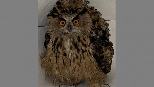 Fotó: kmnp.hu/ Czifrák Gábor)