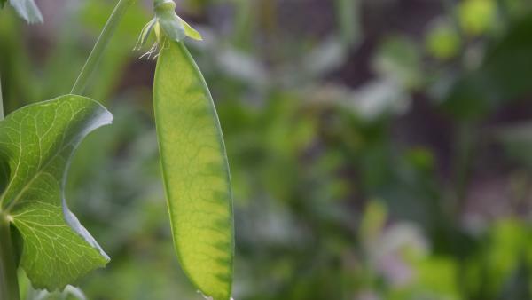 Illusztráció: pixabay.com