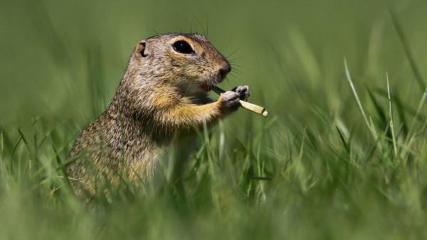 Kránitz Roland képe