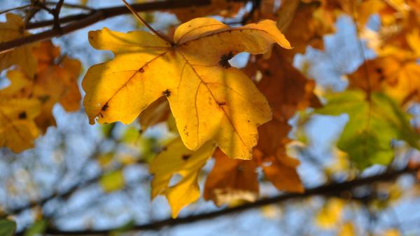 Illusztráció: pixabay.com