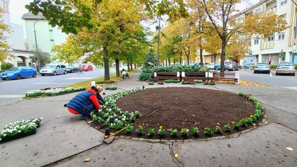 A munka immár javában zajlik, a fotó a Szabadság téren készült
