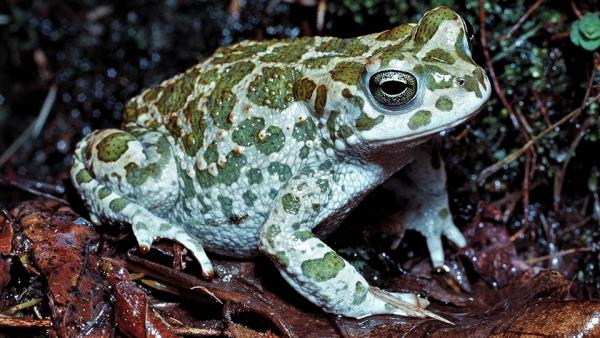 Zöld varangy (fotó: Munkácsy Mihály Múzeum)