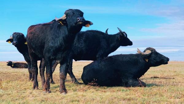 Illusztráció: kmnp.hu/ Szegedi Fruzsina