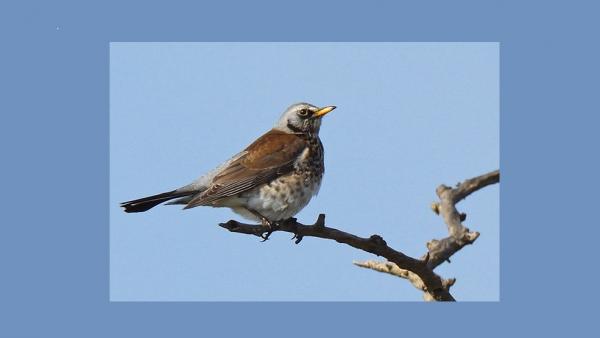 Illusztráció: kmnp.hu/ Marik Pál