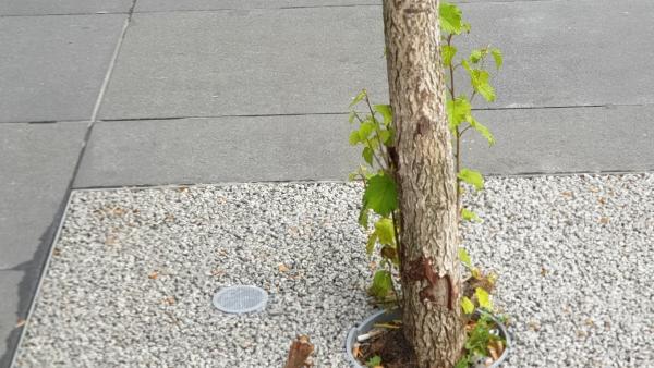 Fotó: Duray Balázs