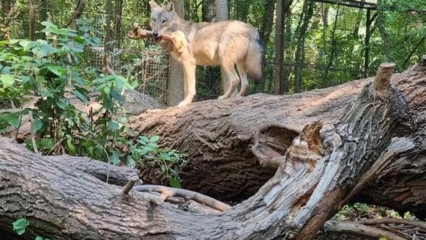 Ajsa nyerte a szépségversenyt (fotó: kmnp.hu/ Urbancsok Éva)