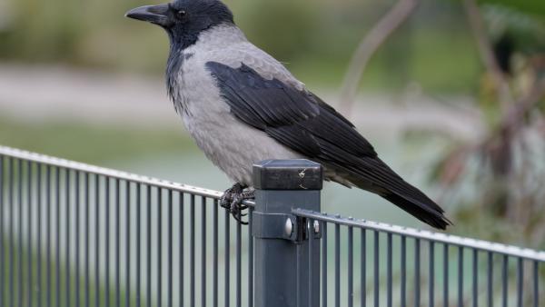 Illusztráció: pixabay.com