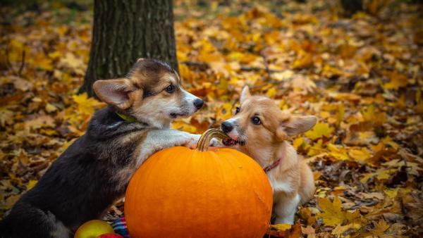 Illusztráció: pixabay.com