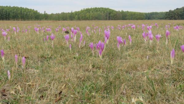 Fotó: kmnp.hu/ Biró István