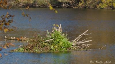Fotó: Dr. Jakab Gusztáv MATE