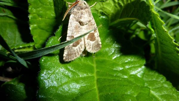 Szteppelepke. Fotó: Danyik Tibor