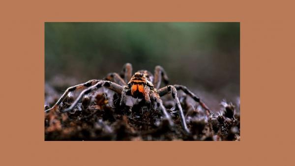Fotó: kmnp.hu/ dr. Kalotás Zsolt