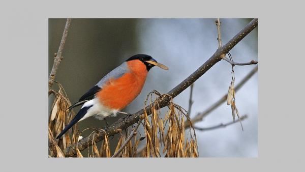 Fotó: kmnp.hu/ Marik Pál