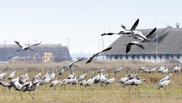 Fotó: kmnp.hu/ Palcsek István Szilárd