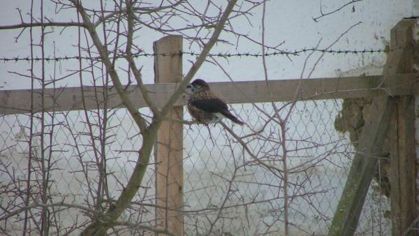 Fenyőszajkó (fotó: kmnp.hu/ Fotó: Biró István)