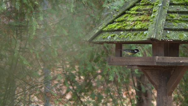 Olajos magvakkal, állati eredetű zsiradékkal etethetjük madarainkat. 