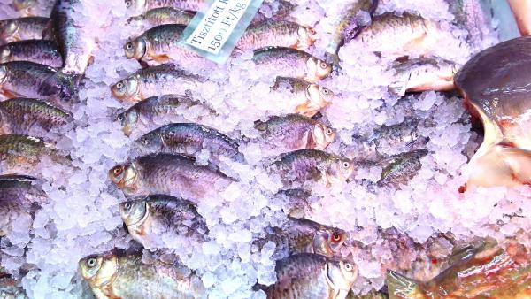 MTI fotó: Máthé Zoltán