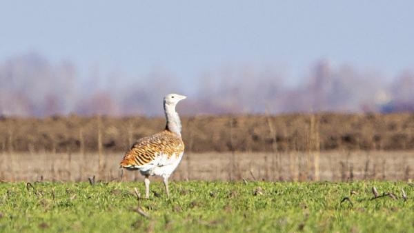Túzok (fotó: kmnp.hu/ Palcsek István Szilárd)