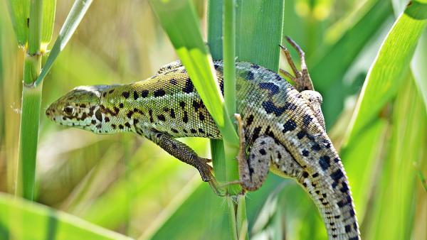  homoki gyík (Podarcis tauricus) Magyarországon védett faj, eszmei védelmi értéke: 10.000 Ft.. Fotó: keptar.oszk.hu