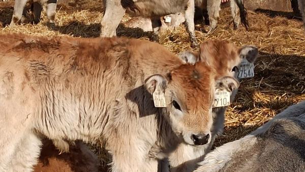 Fotó: kmnp.hu/ Pap János