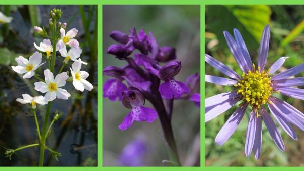 Fotó: sokszinuvidek.24.hu