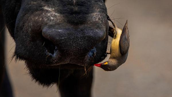 Szabó Géza Attila - munka közben című képe 1. helyezést kapott a Természet és tudomány kategóriában