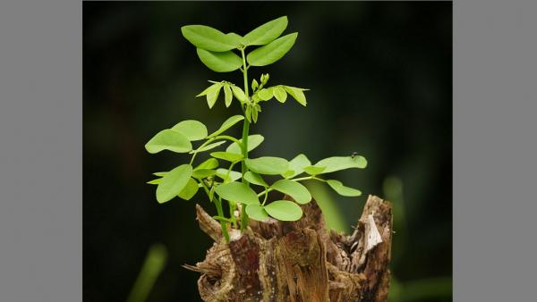 Illusztráció: qinghill, Unsplash