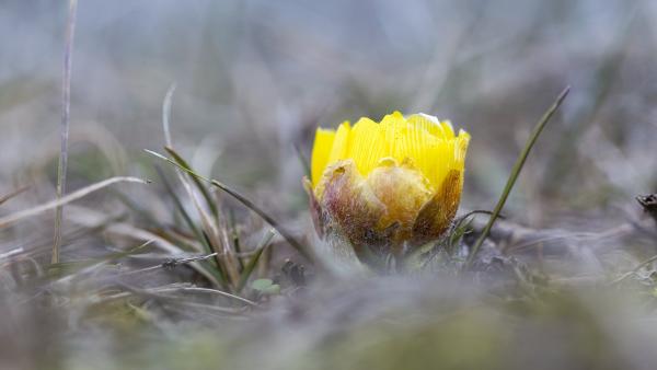 Volgamenti hérics (fotó: kmnp.hu/ Palcsek István Szilárd)